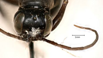 Media type: image;   Entomology 13657 Aspect: head frontal view